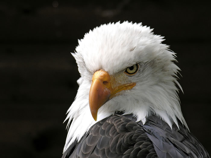 Aquila, Infinito, Astratto, Assoluto, Nagual: l'inimmaginabile Forza descritta dagli Sciamani Toltechi di Carlos Castaneda. Sciamanesimo Tolteco: la Via del Guerriero